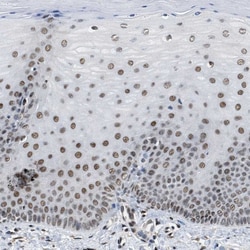 Invitrogen SAFB Polyclonal Antibody 100 &mu;L; Unconjugated:Antibodies,