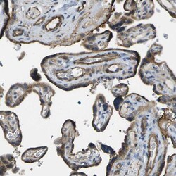 Invitrogen KIAA0040 Polyclonal Antibody 100 &mu;L; Unconjugated:Antibodies,