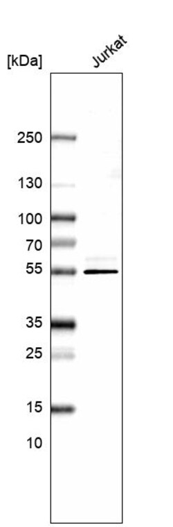 Invitrogen CD46 Polyclonal Antibody 100 &mu;L | Buy Online | Invitrogen&trade; | Fisher Scientific
