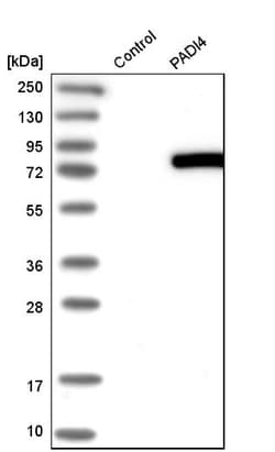 Invitrogen PADI4 Polyclonal Antibody 100 &mu;L; Unconjugated:Anticuerpos