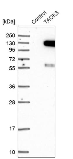 Invitrogen JIK Polyclonal Antibody 100 &mu;L; Unconjugated:Antibodies,