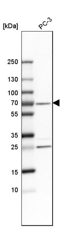 Invitrogen SNW1 Polyclonal Antibody 100 &mu;L; Unconjugated:Antibodies,