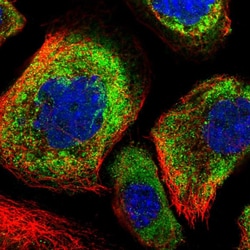 Invitrogen OTUD5 Polyclonal Antibody 100 &mu;L; Unconjugated:Antibodies,