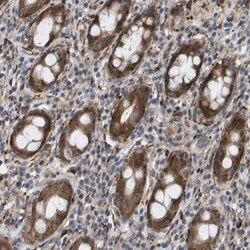 Invitrogen OTUD5 Polyclonal Antibody 100 &mu;L; Unconjugated:Antibodies,