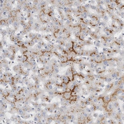 Invitrogen MGAT1 Polyclonal Antibody 100 &mu;L; Unconjugated:Antibodies,