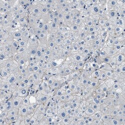 Invitrogen Fibrillin 1 Polyclonal Antibody 100 &mu;L | Buy Online | Invitrogen&trade; | Fisher Scientific