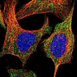 Invitrogen BRE Polyclonal Antibody 100 &mu;L; Unconjugated:Antibodies,