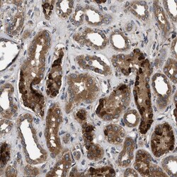 Invitrogen BRE Polyclonal Antibody 100 &mu;L; Unconjugated:Antibodies,