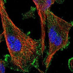 Invitrogen AAK1 Polyclonal Antibody 100 &mu;L; Unconjugated:Antibodies,