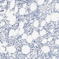Invitrogen GOT2 Polyclonal Antibody 100 &mu;L; Unconjugated:Antibodies,