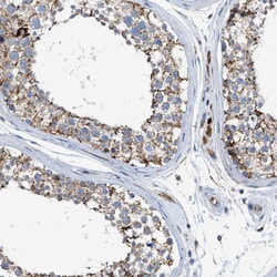 Invitrogen GOT2 Polyclonal Antibody 100 &mu;L; Unconjugated:Antibodies,