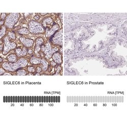SIGLEC6 Polyclonal Antibody, Invitrogen 100 &mu;L; Unconjugated:Antibodies,