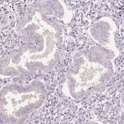 Invitrogen SIGLEC6 Polyclonal Antibody 100 &mu;L; Unconjugated:Antibodies,