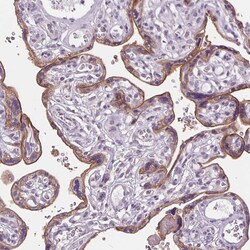 Invitrogen SIGLEC6 Polyclonal Antibody 100 &mu;L; Unconjugated:Antibodies,