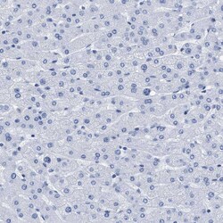 Invitrogen DUSP26 Polyclonal Antibody 100 &mu;L; Unconjugated:Antibodies,
