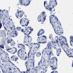 Invitrogen DUSP26 Polyclonal Antibody 100 &mu;L; Unconjugated:Antibodies,