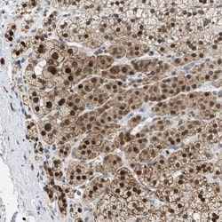 Invitrogen NUP35 Polyclonal Antibody 100 &mu;L; Unconjugated:Antibodies,