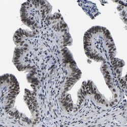 Invitrogen POLDIP3 Polyclonal Antibody 100 &mu;L; Unconjugated:Antibodies,