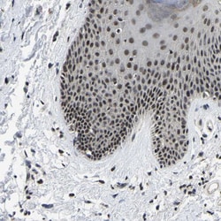 Invitrogen POLDIP3 Polyclonal Antibody 100 &mu;L; Unconjugated:Antibodies,