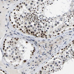 Invitrogen POLDIP3 Polyclonal Antibody 100 &mu;L; Unconjugated:Antibodies,