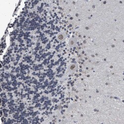 Invitrogen NUP35 Polyclonal Antibody 100 &mu;L; Unconjugated:Antibodies,