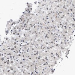 Invitrogen NUP35 Polyclonal Antibody 100 &mu;L; Unconjugated:Antibodies,