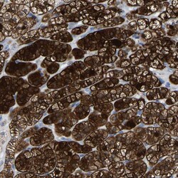 Invitrogen GDF3 Polyclonal Antibody 100 &mu;L; Unconjugated:Antibodies,
