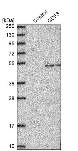 Invitrogen GDF3 Polyclonal Antibody 100 &mu;L; Unconjugated:Anticorps,