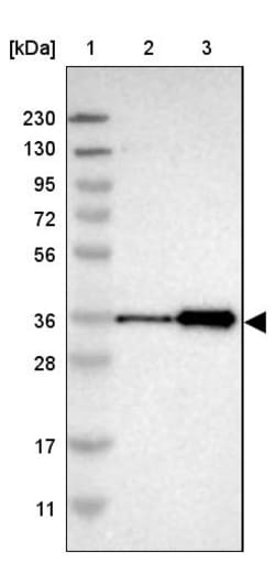 Invitrogen ZNF346 Polyclonal Antibody 100 &mu;L; Unconjugated:Antibodies,
