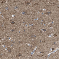 Invitrogen LFG Polyclonal Antibody 100 &mu;L; Unconjugated:Antibodies,