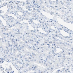Invitrogen LFG Polyclonal Antibody 100 &mu;L; Unconjugated:Antibodies,