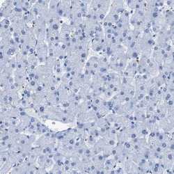 Invitrogen LFG Polyclonal Antibody 100 &mu;L; Unconjugated:Antibodies,