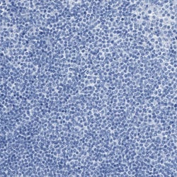 Invitrogen LFG Polyclonal Antibody 100 &mu;L; Unconjugated:Antibodies,