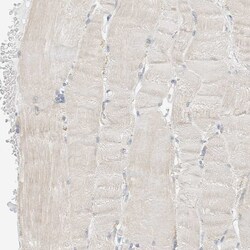 Invitrogen CAPG Polyclonal Antibody 100 &mu;L; Unconjugated:Antibodies,