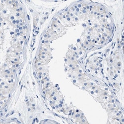 Invitrogen Apolipoprotein L1 Polyclonal Antibody 100 &mu;L; Unconjugated:Antibodies,