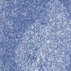 Invitrogen Apolipoprotein L1 Polyclonal Antibody 100 &mu;L; Unconjugated:Antibodies,