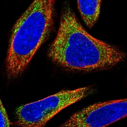 Invitrogen NADE Polyclonal Antibody 100 &mu;L; Unconjugated:Antibodies,