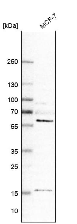 Invitrogen GRK6 Polyclonal Antibody 100 &mu;L; Unconjugated:Anticuerpos