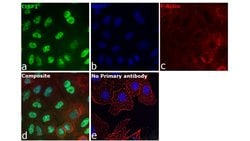 Invitrogen CtBP1 Polyclonal Antibody 100 &mu;L; Unconjugated:Antibodies,