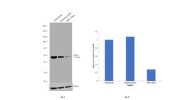 Invitrogen CtBP1 Polyclonal Antibody 100 &mu;L; Unconjugated:Antibodies,