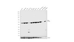 Invitrogen CtBP1 Polyclonal Antibody 100 &mu;L; Unconjugated:Antibodies,