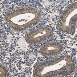 Invitrogen LDHB Polyclonal Antibody 100 &mu;L; Unconjugated:Antibodies,