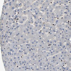 Invitrogen LDHB Polyclonal Antibody 100 &mu;L; Unconjugated:Antibodies,
