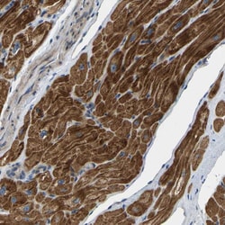 Invitrogen HIGD2B Polyclonal Antibody 100 &mu;L; Unconjugated:Antibodies,