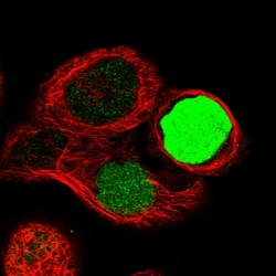 Invitrogen CAPG Polyclonal Antibody 100 &mu;L | Buy Online | Invitrogen&trade; | Fisher Scientific