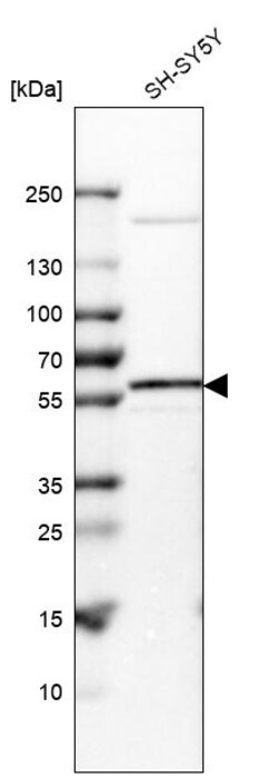 Invitrogen VAM1 Polyclonal Antibody 100 &mu;L; Unconjugated:Antibodies,