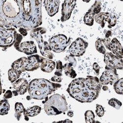 Invitrogen NIPA Polyclonal Antibody 100 &mu;L; Unconjugated:Antibodies,