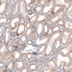 Invitrogen STAU2 Polyclonal Antibody 100 &mu;L; Unconjugated:Antibodies,