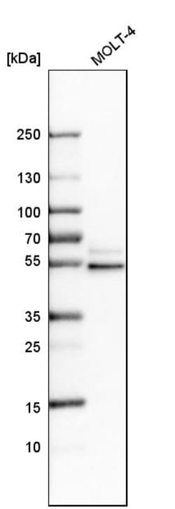 Invitrogen STAU2 Polyclonal Antibody 100 &mu;L; Unconjugated:Antibodies,