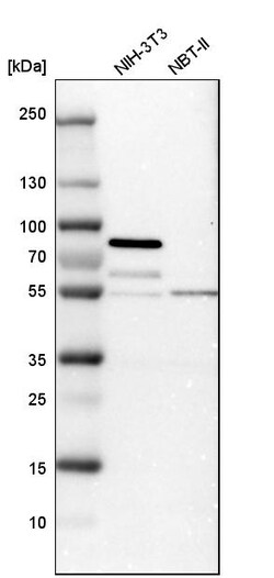 Invitrogen STAU2 Polyclonal Antibody 100 &mu;L; Unconjugated:Antibodies,